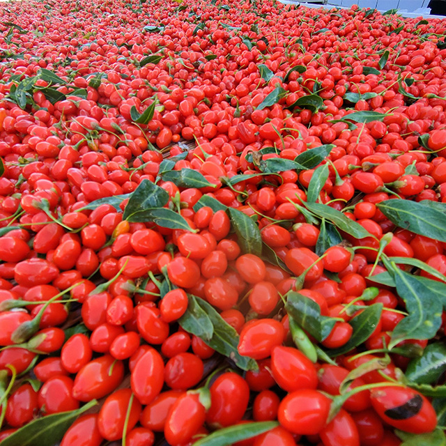 Goji Berry From China Manufacturer Taiyuan Weishan Goji Berry From China Manufacturer Taiyuan Weishan